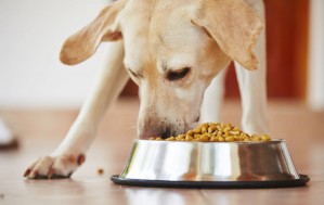 Чем лучше кормить собак в домашних условиях.